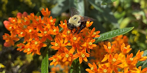 Primaire afbeelding van Blossoms and Beyond: Family Flower Dissection and Pollinator Walk