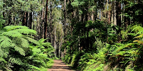 Ferny Creek One Tree Hill Hike on the 22nd of May, 2024