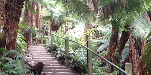 Upwey-1,000 Steps-One Tree Hill Loop on the 26th of June, 2024