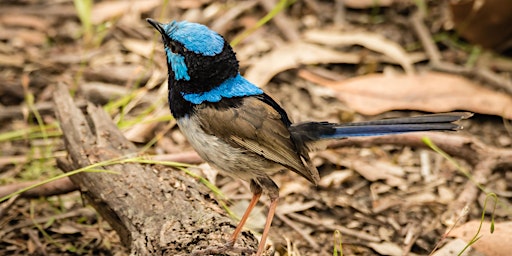 Imagem principal do evento Attract and Support Local Birds