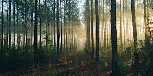 Primaire afbeelding van Introduction to Forest Bathing