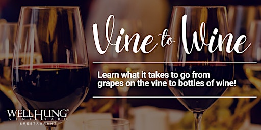 Vine to Wine at Well Hung Vineyard primary image