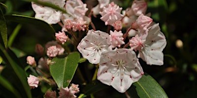 Imagem principal do evento Spring Wildflower Hike Series - Occoneechee Mountain State Natural Area