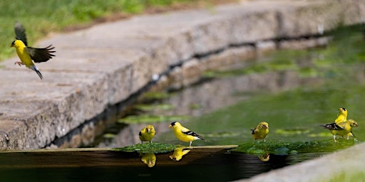 Primaire afbeelding van Gardening for Wildlife Habitat