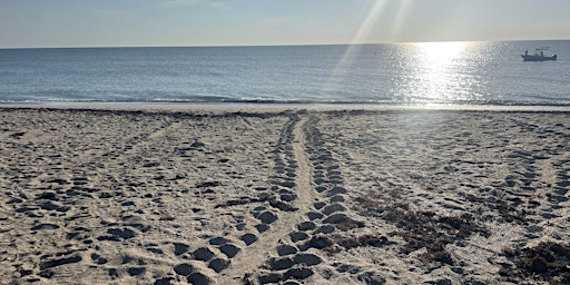 Hauptbild für Sea Turtle Celebration Beach Walk