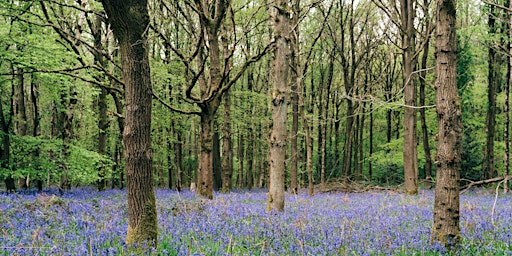 Hauptbild für Belonging in Nature Retreat: Dartmoor