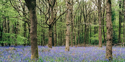 Belonging in Nature Retreat: Dartmoor primary image