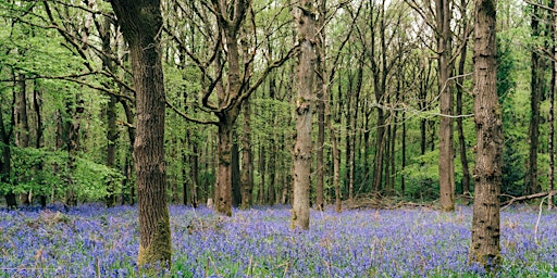 Belonging in Nature Retreat: Dartmoor