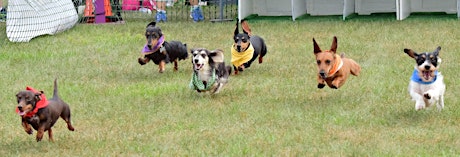 Florida Wiener Dog Derby 14 with Riverfest & Subaru of North Tampa