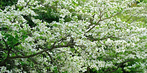 Best of Native Trees Tour: Arbor Day Celebration