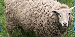 Sheep Shearing Demo and Wool Processing Class primary image