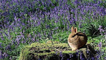 Immagine principale di Bluebell Walk: King’s Wood, Challock, Kent. 