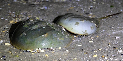 In-Person Volunteer Training for Horseshoe Crab Monitoring primary image