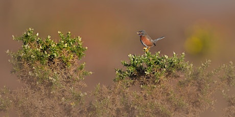 Greenham Common Guided Wildlife Walk