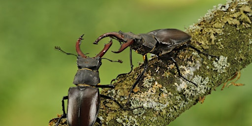 Hauptbild für Summer Holiday Day Camp – The Incredible World of Invertebrates - Nature Discovery Centre, Tuesday 30 July