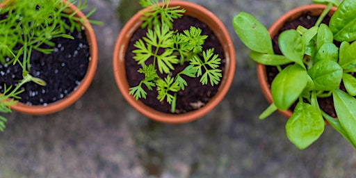 Painted Plant Pot Workshop with Andrea from @HardScrabbleBlooms  primärbild