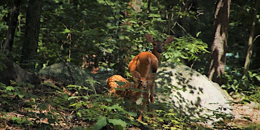 Image principale de Sunset Critter Hike