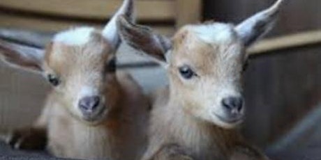Baby Goat Social Sunday April 7th at 10:30am primary image