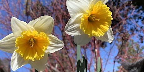 Mothers' Day - Afternoon Tea