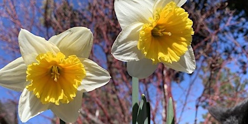 Primaire afbeelding van Mothers' Day - Afternoon Tea