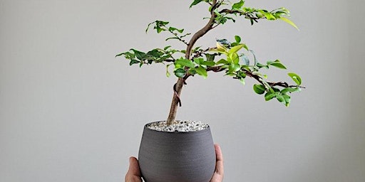 Primaire afbeelding van Bonsai Workshop