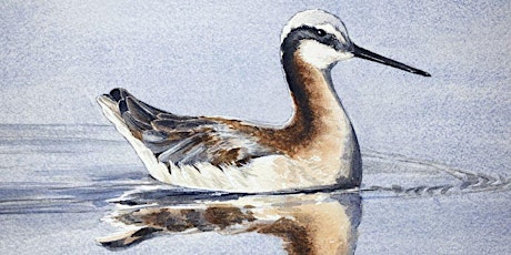 Watercolour Bird Reflection Studies  primärbild