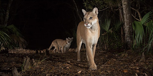 Imagem principal de Path of the Panther Screening + QA with Carlton Ward Jr.