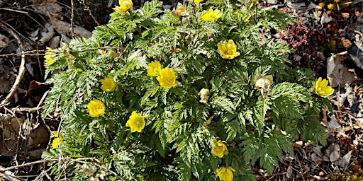 Members-Only: Blossoming Ephemerals Walk with Bedrock Creator Jill Nooney primary image