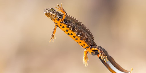 Hauptbild für Rapid Reptiles and Awesome Amphibians: Family reptile-themed trail - Nature Discovery Centre, Wednesday 21 August