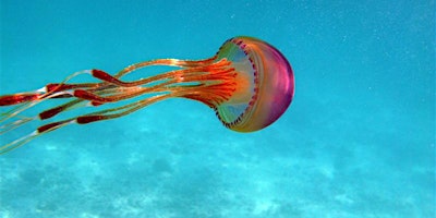 Imagem principal de Jellyfish Near Outer Island,..and Beyond:  Lecture by Dr. Mary Beth Decker