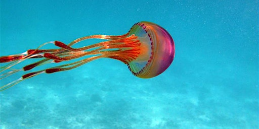 Jellyfish Near Outer Island,..and Beyond:  Lecture by Dr. Mary Beth Decker  primärbild