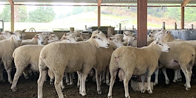 Hauptbild für Lamb Eating Quality (SI Genomic Calibration) at Pāmu farm Duncraigen