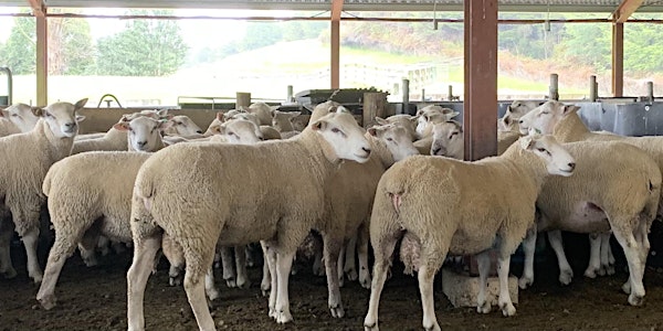 Lamb Eating Quality (SI Genomic Calibration) at Pāmu farm Duncraigen