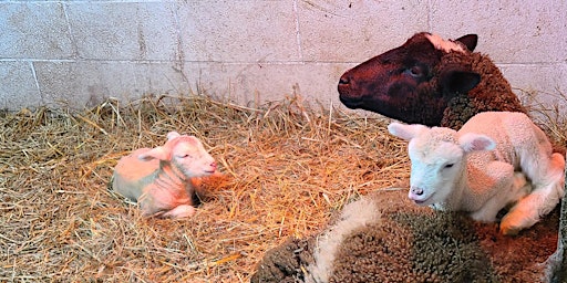 Imagen principal de Baby Animal Day @ Cedar Hollow Farm!