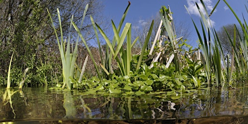 Imagem principal de Pond Dipping for Adults at The Nature Discovery Centre - Wednesday 19 June