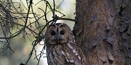 What have the owls been eating? Owl pellet dissection session at the Nature Discovery Centre, Monday 5 August