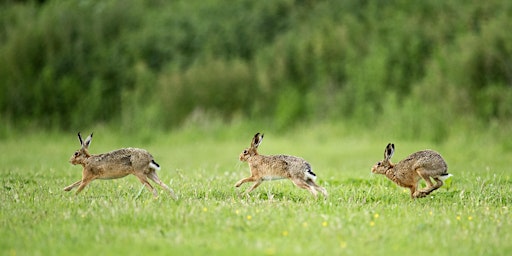Imagem principal de Animal Olympics: Summer Trail at the Nature Discovery Centre - Tuesday 6 August