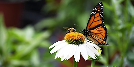 Creating a Pollinator-Friendly Native Garden primary image