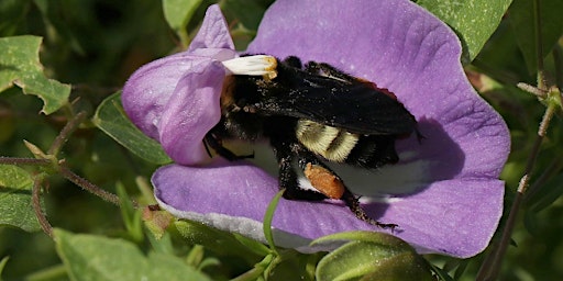 Hauptbild für CCP Webinar: Bumble Bee Conservation