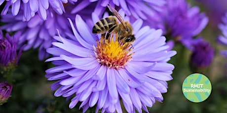 Bees & Biodiversity (RMIT Sustainability Showcase) primary image