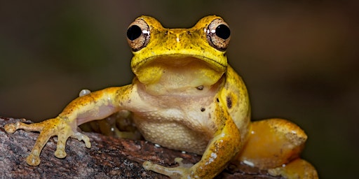 NaturallyGC - Native Frogs of the Coast primary image