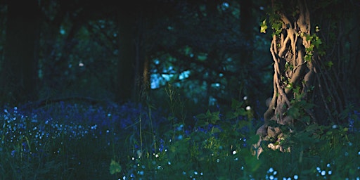 Image principale de Tieri Enchanted Forest Black Tie Ball 2024