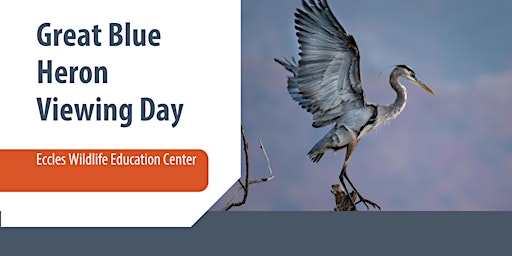 Imagem principal do evento Great Blue Heron Viewing Day