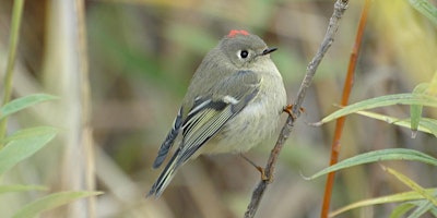 Primaire afbeelding van April Bird Walk - Hoosier Prairie