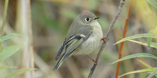 Image principale de April Bird Walk - Hoosier Prairie