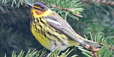 Imagen principal de June Spring Migration Bird Walk