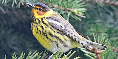 June Spring Migration Bird Walk