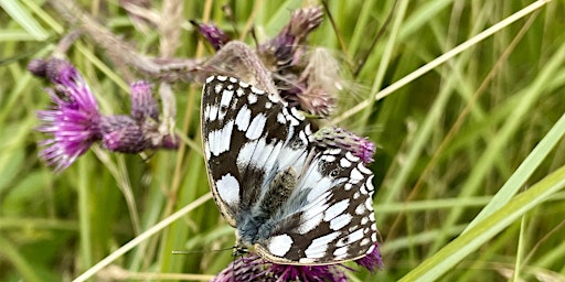 Home Educators Day - Butterflies and Bees at Woolley Firs Maidenhead - 23 July primary image