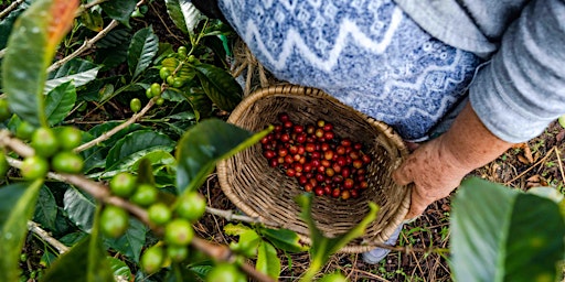 Image principale de Introduction to Specialty coffee - Colombian coffee