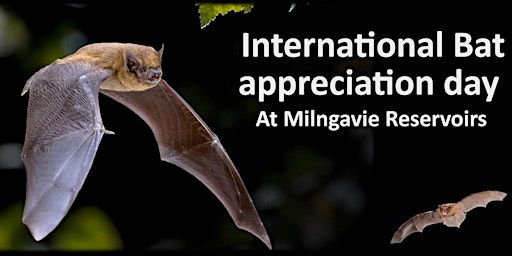 Hauptbild für International Bat appreciation day at the Milngavie Reservoirs